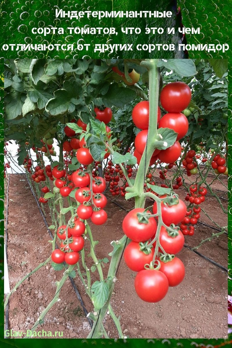 neodređene sorte rajčice