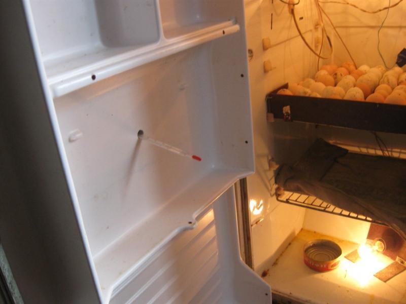 DIY broedmachine uit de koelkast