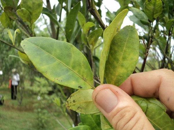 systemische insecticiden voor fruitbomen