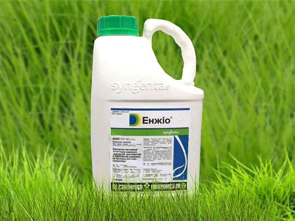 insecticide angio