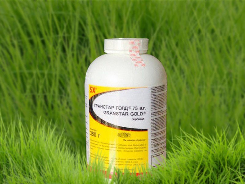 actieve ingrediënt van herbicide Granstar - tribenuron-methyl