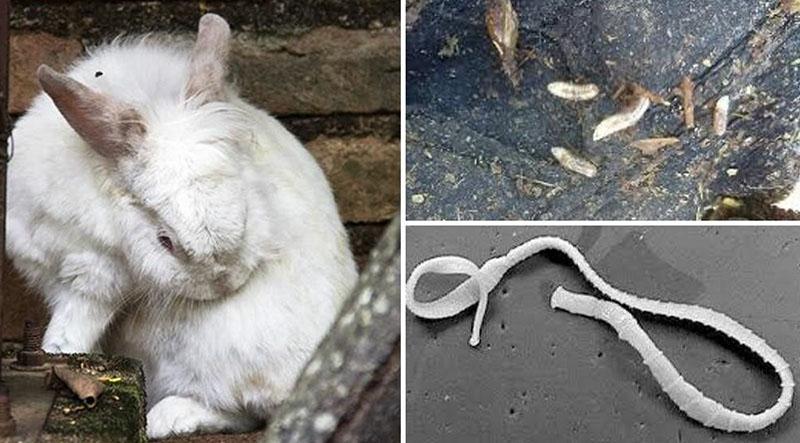 instructies voor het gebruik van alben voor konijnen