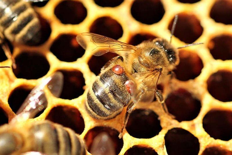 geïnfecteerde bijen