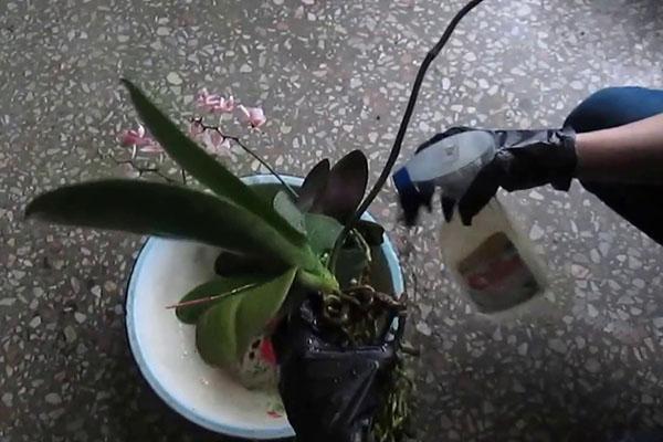 orchidee behandeling