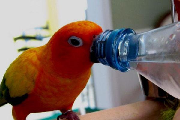 papegaai drinkt water