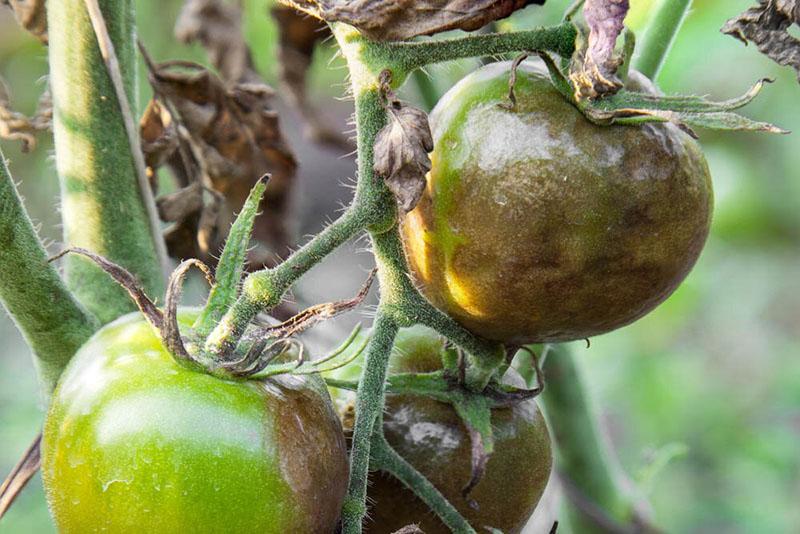 upute za uporabu fungicida thanos za rajčicu