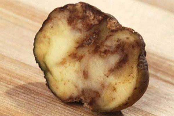 fytosporose van aardappelen