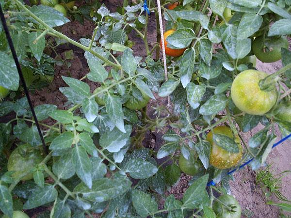 tomaten verwerken met Ordan
