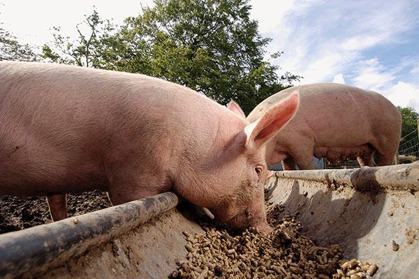 gebruik van tetramisol voor varkens