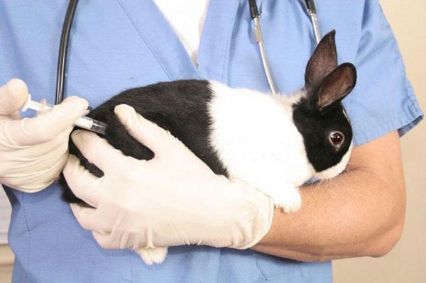 konijnenbehandeling met nitox 200