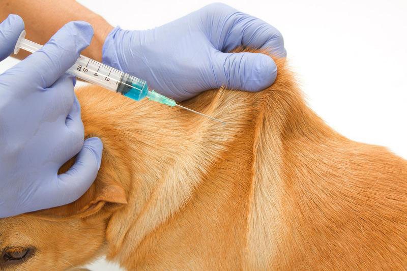 catosale injectie op een hond