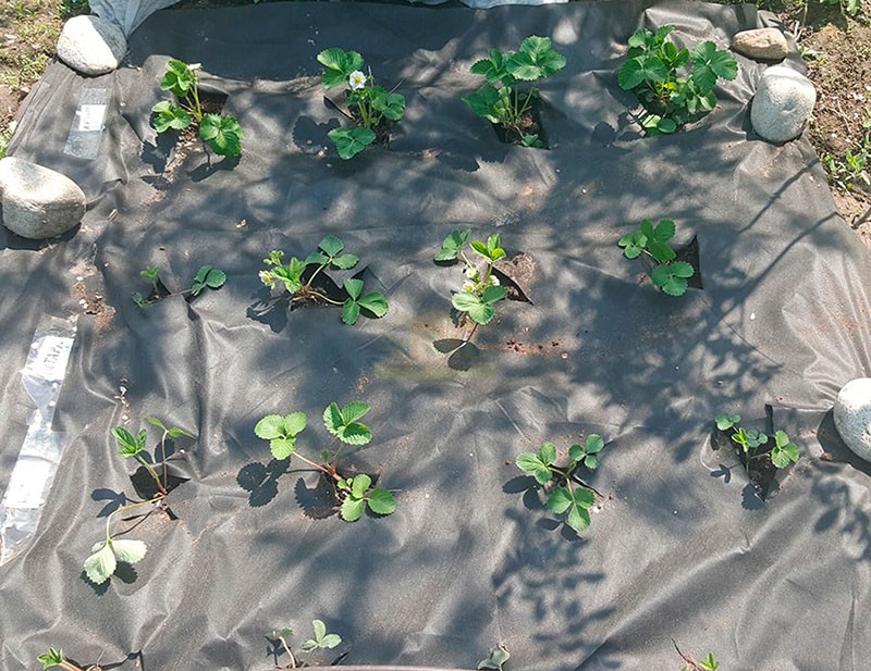 aardbeien planten onder landbouwweefsel