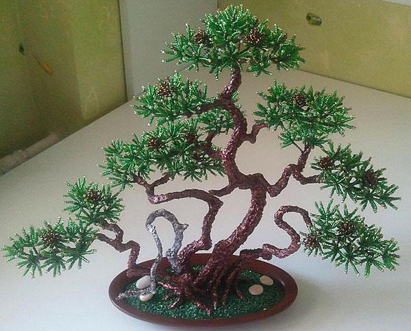 bonsai planinski bor