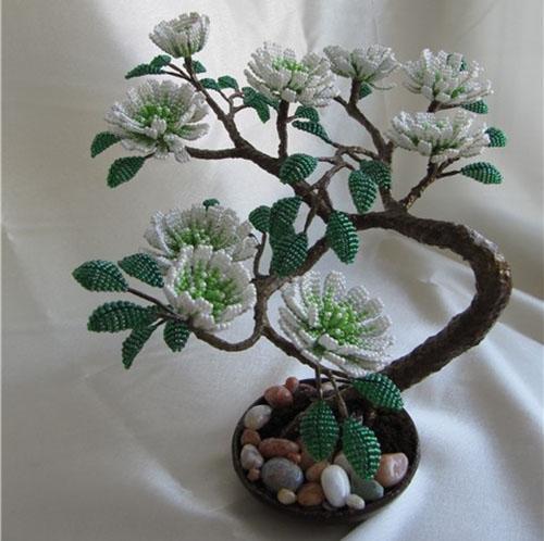 cvjetnica bonsai