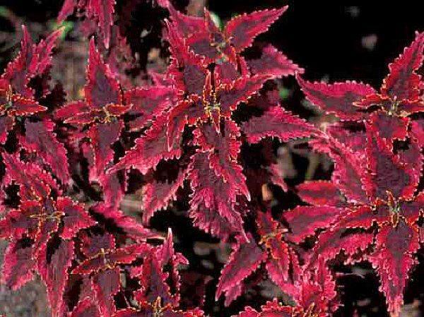 plectranthus s crvenim lišćem