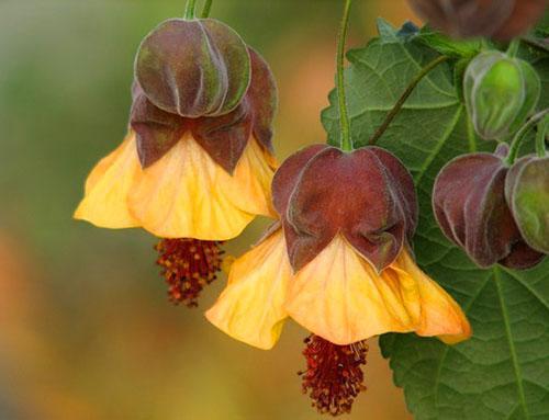 Listovi, cvjetovi i sjemenke Abutilona koriste se za liječenje raznih bolesti.