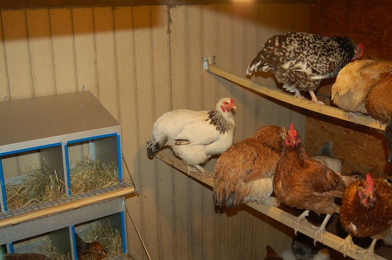hoeveel kippen kunnen er in een privéhuis worden gehouden?