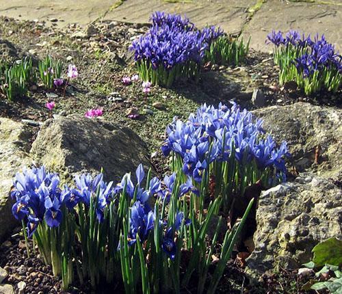 Siberische iris in rotstuin