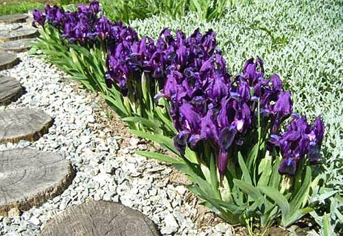 Siberische iris langs het tuinpad
