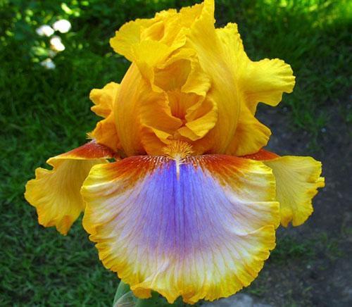 žuta iris sibirska
