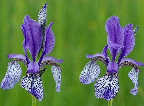 poseban sibirski iris