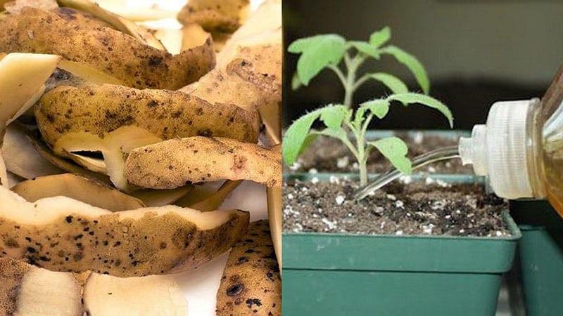 voor welke planten worden aardappelschillen gebruikt
