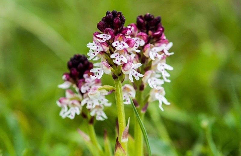 geneeskrachtige eigenschappen van orchidee