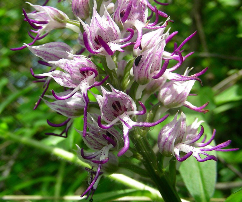 orchidee spike bloeiwijzen