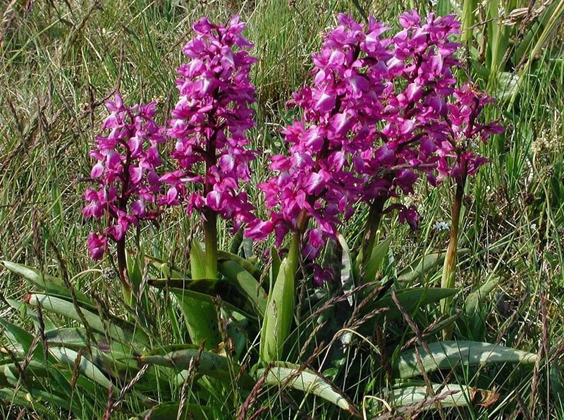 orchis mannetje