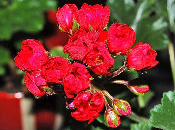 Cvijet pelargonije sorte Lilian Andrea