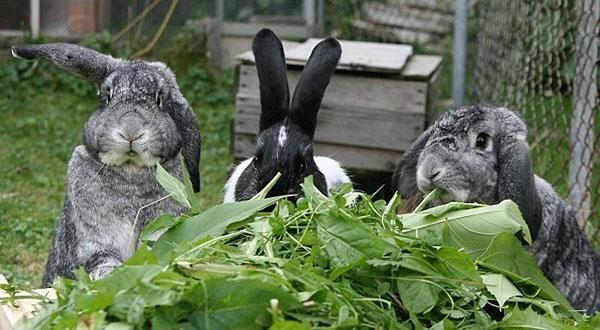 kruiden voor konijnen