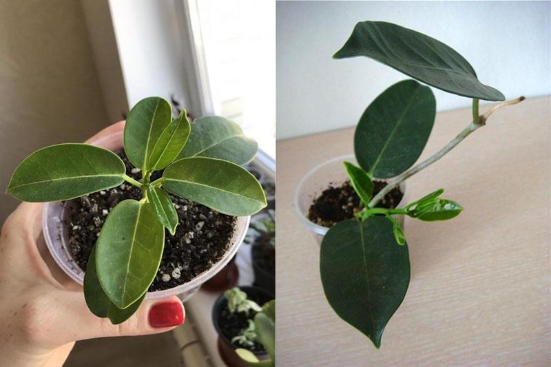 een nieuwe plant laten groeien