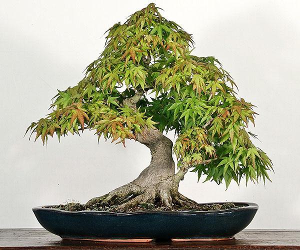 esdoorn bonsai formatie