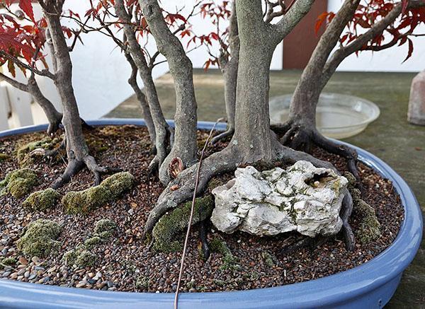 bonsai esdoorn arrangement