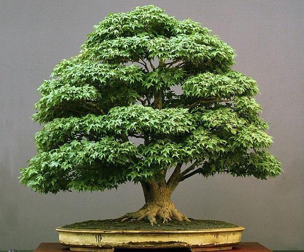 esdoorn bonsai