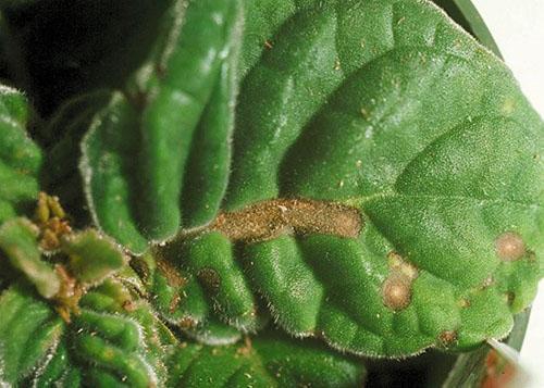 bacteriële infectie van gloxinia-bladeren