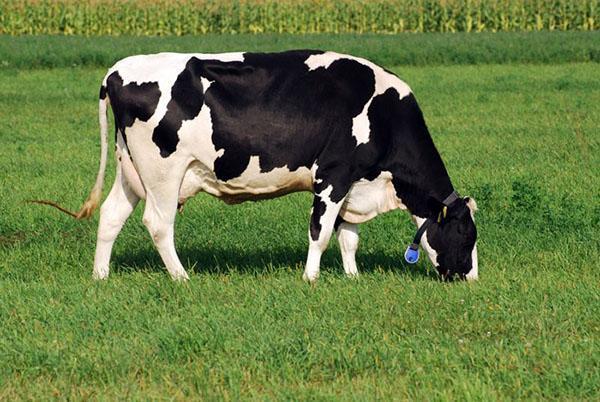 Holstein koeienras