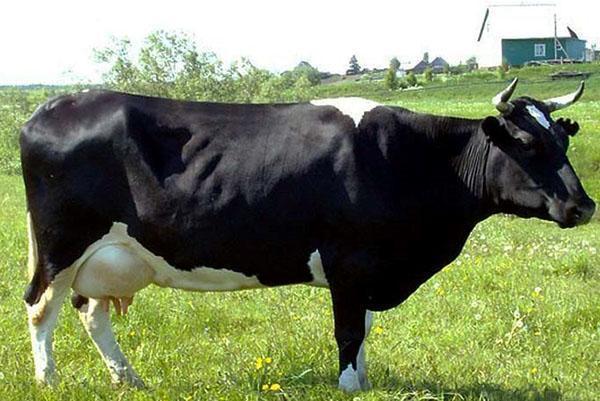 Kholmogory pasmina krava