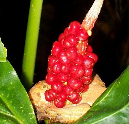 Voor reproductie van alocasia worden verse zaden van de vrucht na de bloei gebruikt.