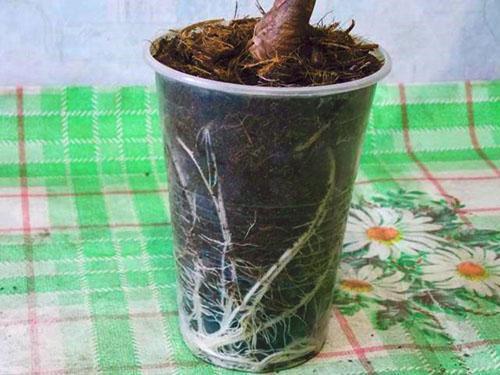 Prvo jelo za mladu biljku je mala plastična čašica