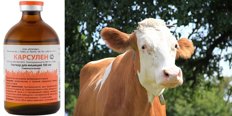 homeopatija za liječenje ketoze kod krava