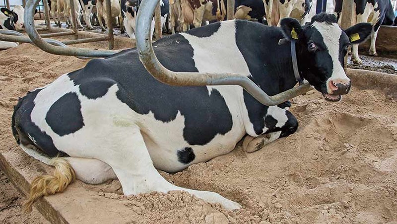 simptomi i liječenje ketoze kod krava