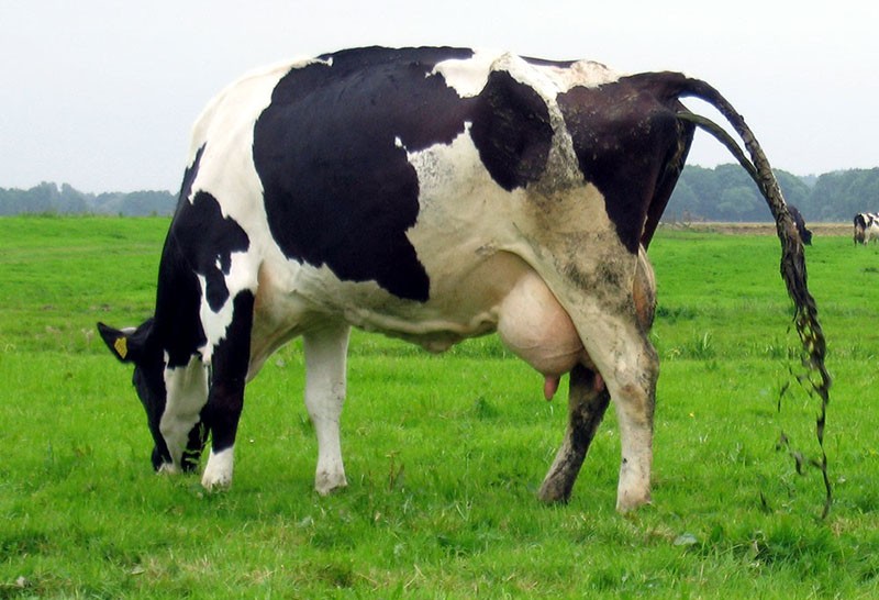 gastro-enterische ketose bij koeien
