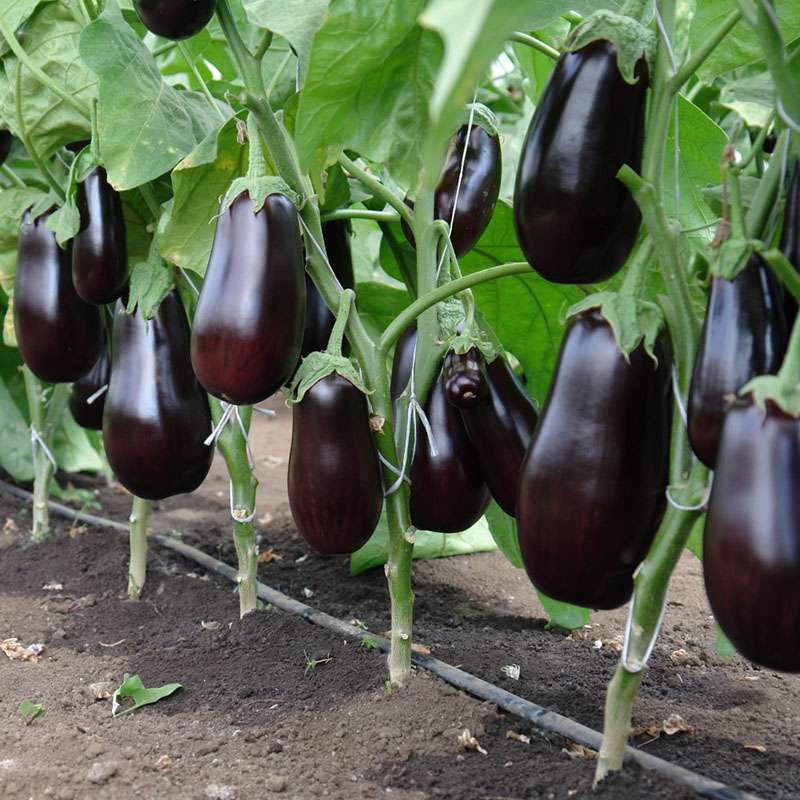 hoogproductieve auberginevariëteiten voor de regio Moskou