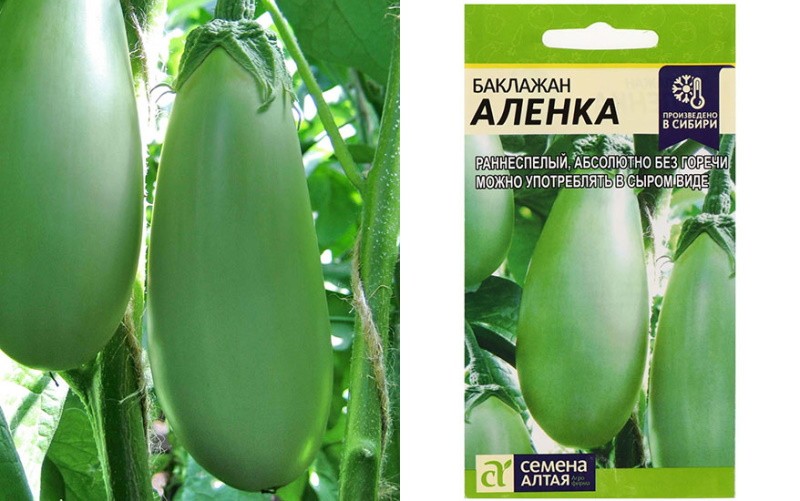 aubergine variëteit Alenka