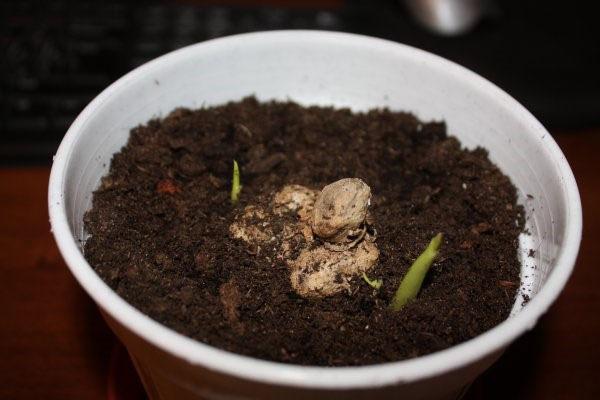 calla lelies planten in een pot