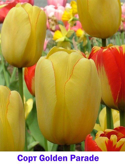 Middelvroege tulpenvariëteit Golden Parade