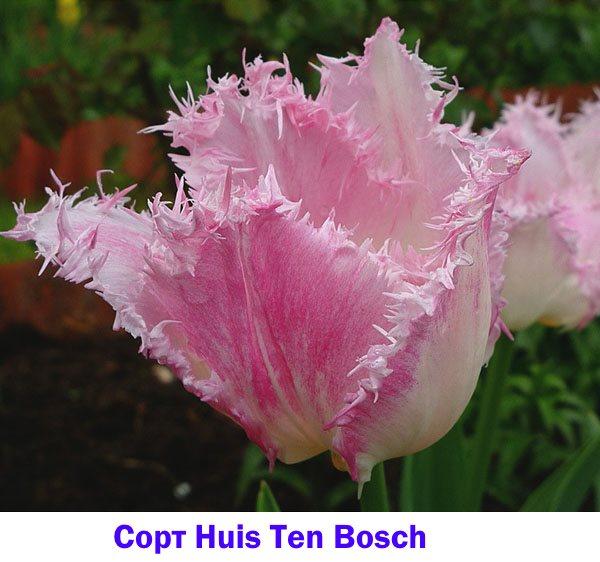 Tulpensoorten Huis Ten Bosch