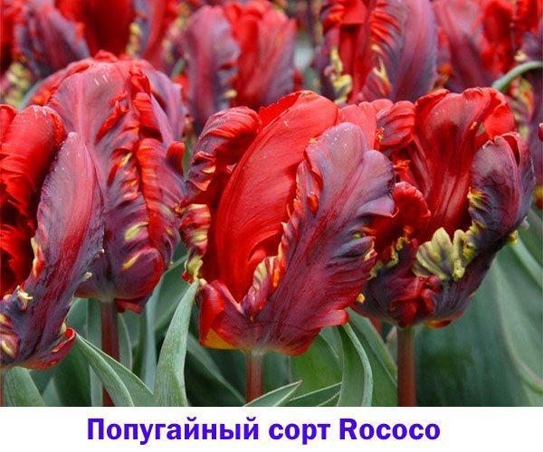Rococo-tulp, een van de eerste en meest populaire papegaaiensoorten