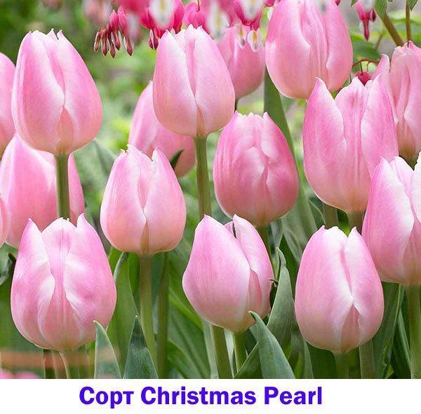Roze Tulp Kerst Parel